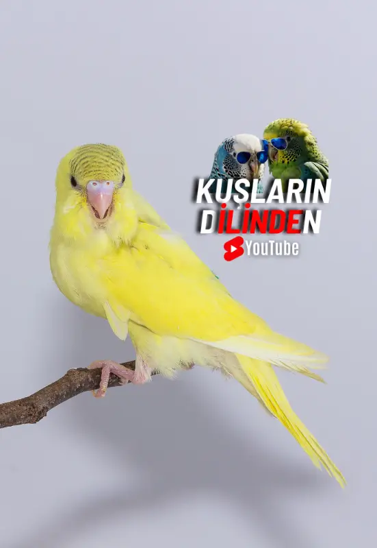 Muhabbet Kuşu Suluk ve Su Değişimi 2 159u suluk ve su de196159i197159imi2
