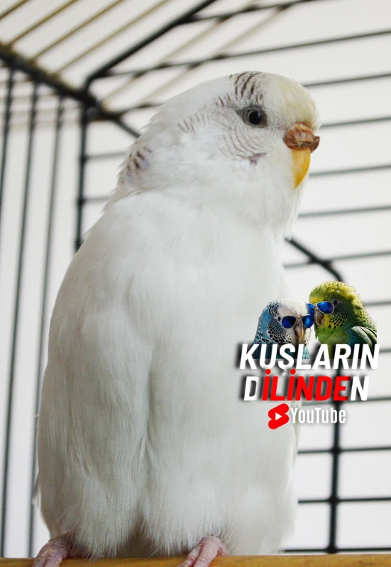 Muhabbet Kuşları İçin Seyahat Rehberi, Güvenli ve Rahat Taşıma Yöntemleri 2 Adsiz tasarim 21