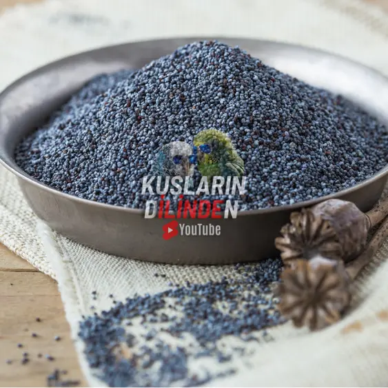 Kuşlar İçin Mavi Haşhaş Tohumunun Faydaları, Zararları