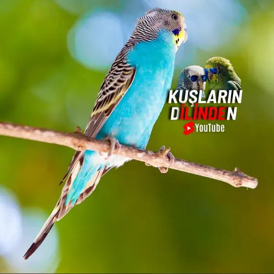 Evcil Kuş Satın Alma ve Bakım Maliyeti