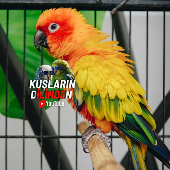 Güneş Konur Papağanı Kafesi Nasıl Olmalı? 2 Güneş Konur Papağanı Kafesi Nasıl Olmalı