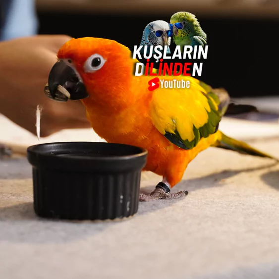 Güneş Konur Papağanı Ne Yer? 2 Güneş Konur Papağanı Ne Yer
