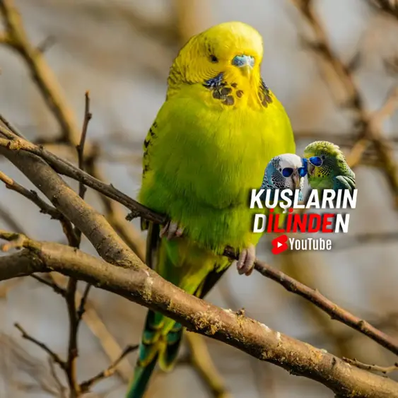 İngiliz Muhabbet Kuşu 2 İngiliz Muhabbet Kuşu