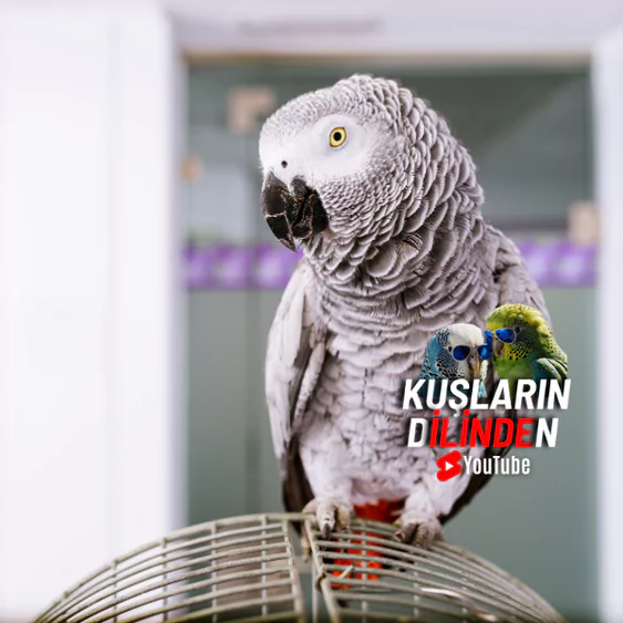 Jako Papağanı Bakımı Nasıl Yapılır