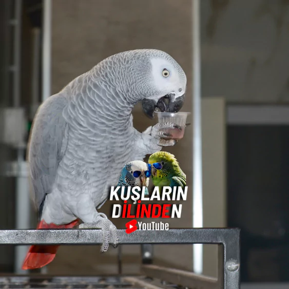 Jako Papağanı Ne Yer? 2 Jako Papağanı Ne Yer