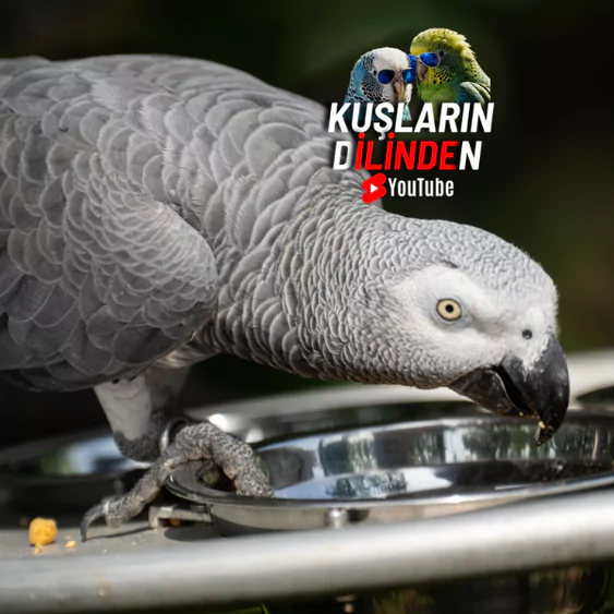 Jako Papağanı Ne Yer? 3 Jako Papağanı Ne Yer