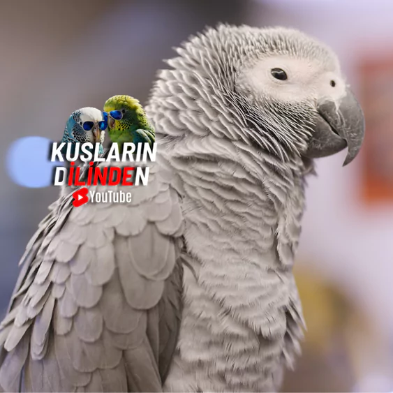 Jako Papağanı Ne Zaman Konuşmaya Başlar? 2 Jako Papağanı Ne Zaman Konuşmaya Başlar