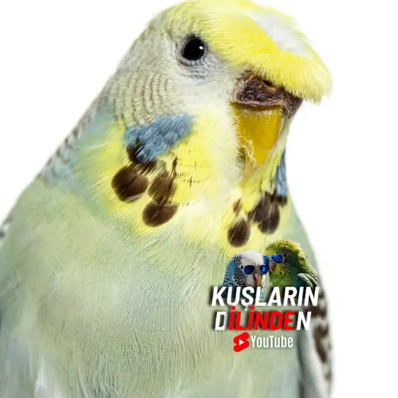 Japones Muhabbet Kuşu