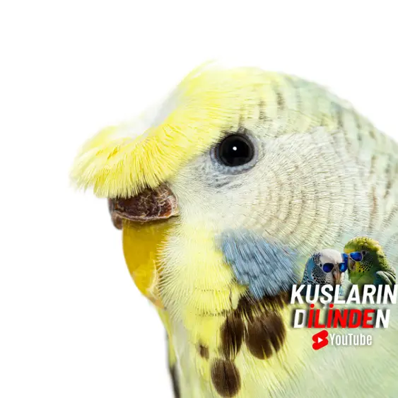 Japones Muhabbet Kuşu 2 Japones Muhabbet Kuşu