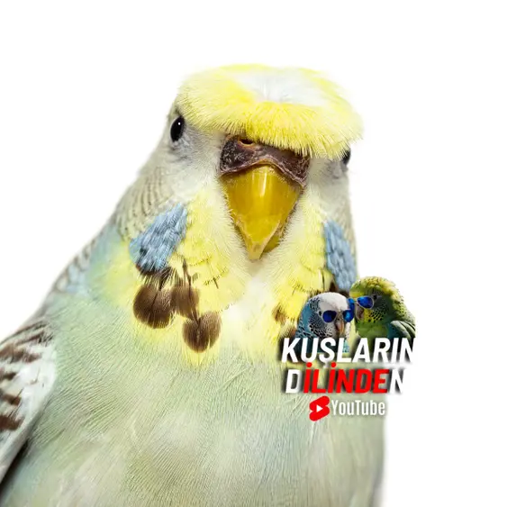 Japones Muhabbet Kuşu 3 Japones Muhabbet Kuşu