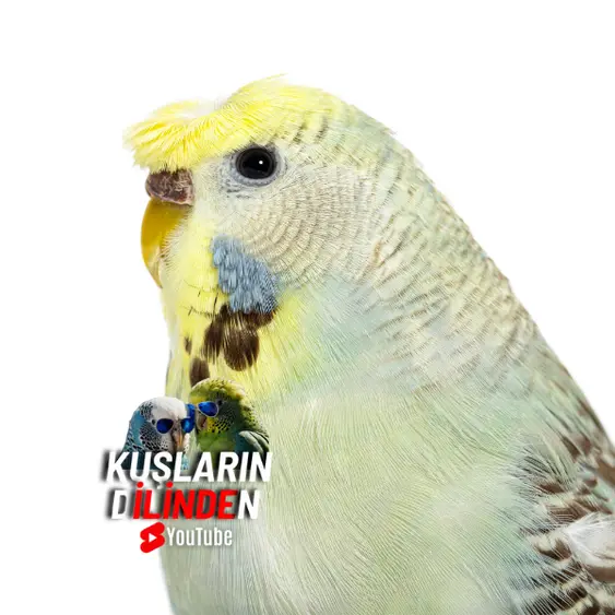 Japones Muhabbet Kuşu 4 Japones Muhabbet Kuşu