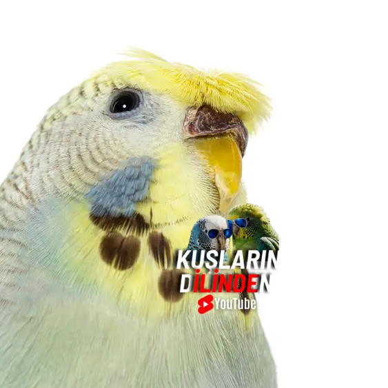 Japones Muhabbet Kuşu 5 Japones Muhabbet Kuşu