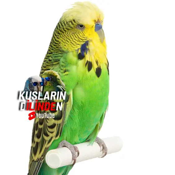 Jumbo Muhabbet Kuşu Nedir? 2 Jumbo Muhabbet Kuşu Nedir?