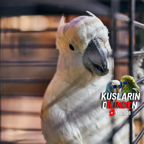 Kakadu Papağanı Kafesi Nasıl Olmalı?