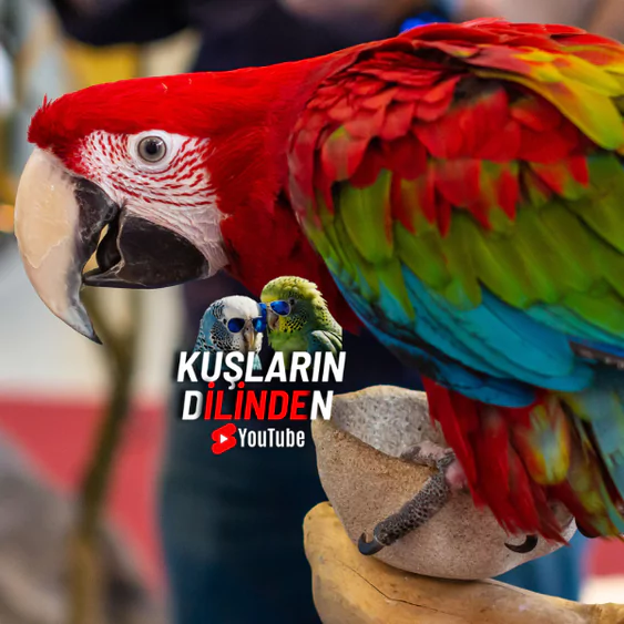 Kırmızı Macaw Ara Papağanı Ne Yer? 2 Kırmızı Macaw (Ara) Papağanı Ne Yer?