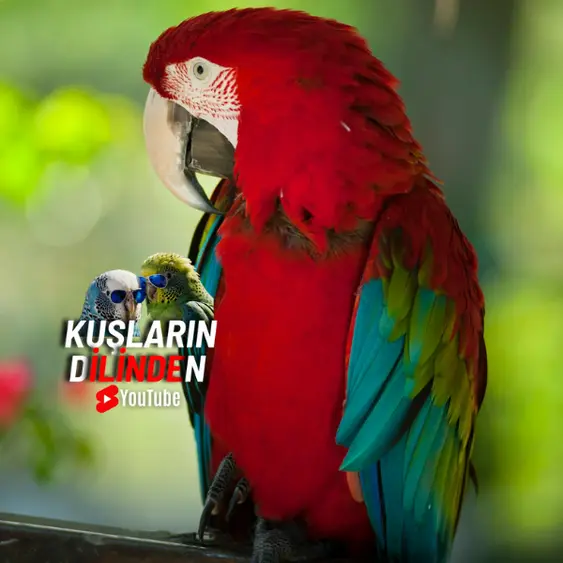 Kırmızı Macaw Papağanı Ara Papağanı 3 Kırmızı Macaw Papağanı Ara Papağanı