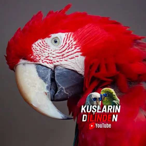 Kırmızı Macaw Papağanı Ara Papağanı 2 Kırmızı Macaw Papağanı Ara Papağanı