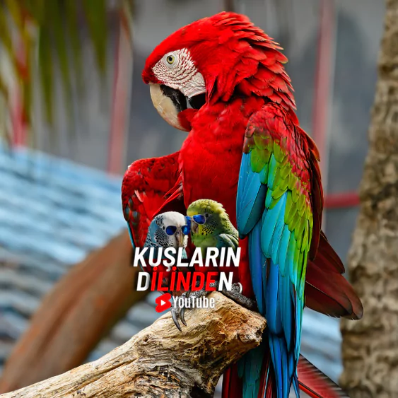 Kırmızı Macaw Papağanı Kafesi Nasıl Olmalı?