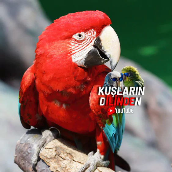 Kırmızı Macaw Papağanı Kafesi Nasıl Olmalı? 2 Kırmızı Macaw Papağanı Kafesi Nasıl Olmalı