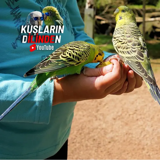 Korkan Muhabbet Kuşu Nasıl Alıştırılır? 2 Korkan Muhabbet Kuşu Nasıl Alıştırılır?