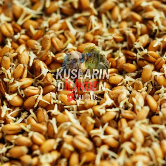 Buğday 2 Kuşlar İçin Çimlendirmelik Buğday