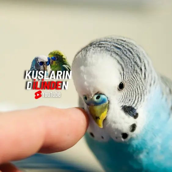Kuşlarda Yaygın Görülen Gaga Sorunları 2 Kuşlarda Yaygın Görülen Gaga Sorunları