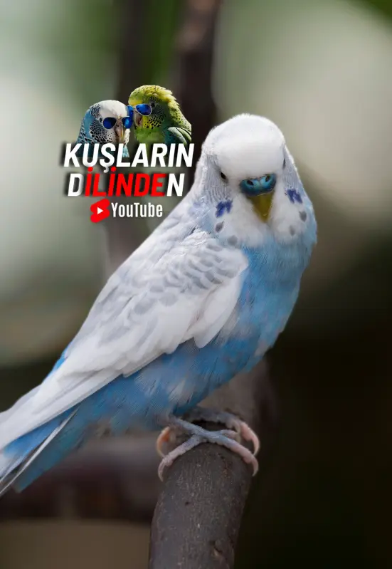 Erkek Muhabbet Kuşu Özellikleri Ve Davranışları Nelerdir? 2 Kuslarin Dilinden erkek muhabbet kusu 1 1