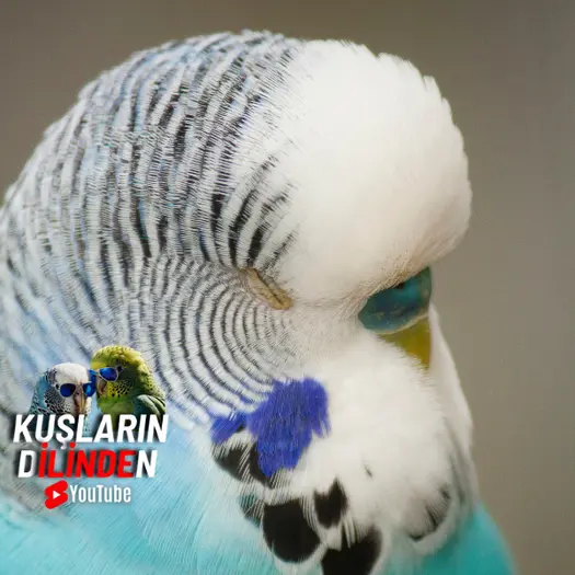 Muhabbet Kuşları Ne Zaman Uyur? 2 Muhabbet Kuşları Ne Zaman Uyur?
