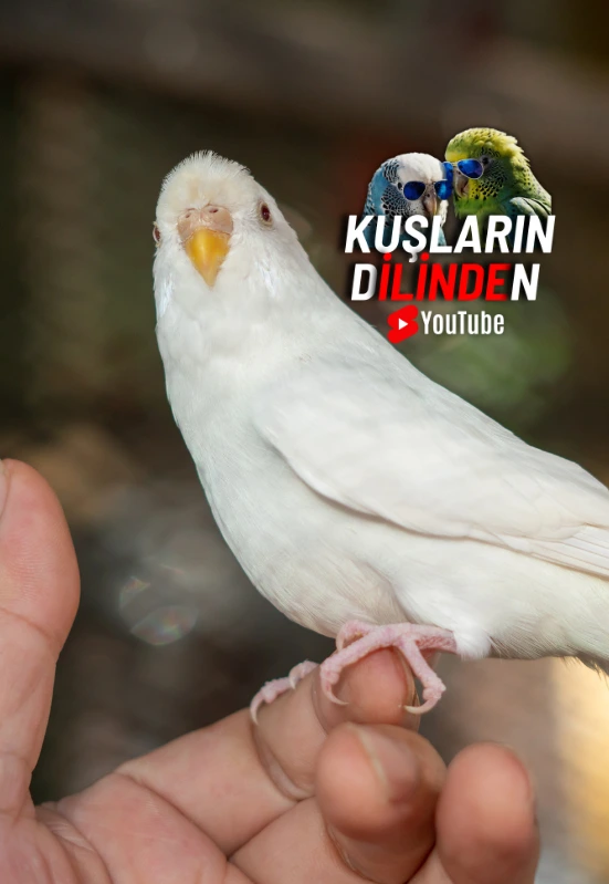 Muhabbet Kuşunun Ayağı Sıkıştı Ne Yapmalısınız? 2 KuslarinDilinden AyakSikismasi