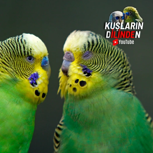 Muhabbet Kuşlarında Cinsiyet Ayrımı Nasıl Yapılır?