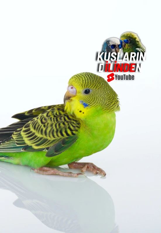 Muhabbet Kuşlarını Sahiplenirken Dikkat Etmemiz Gerekenler 2 KuslarinDilinden MuhabbetKusuSahiplenme.png