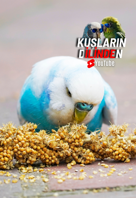 Muhabbet Kuşları Dal Darı Faydaları ve Kullanımı 2 Muhabbet Kuşları Dal Darı Faydaları ve Kullanımı