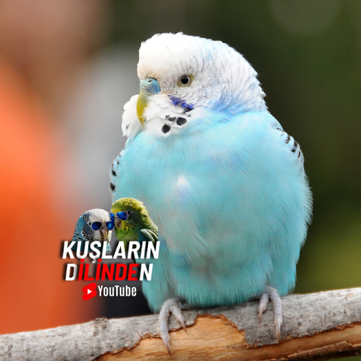 Muhabbet Kuşları İçin Doğru Işık ve Isı Koşulları 2 Muhabbet Kuşları İçin Doğru Işık ve Isı Koşulları