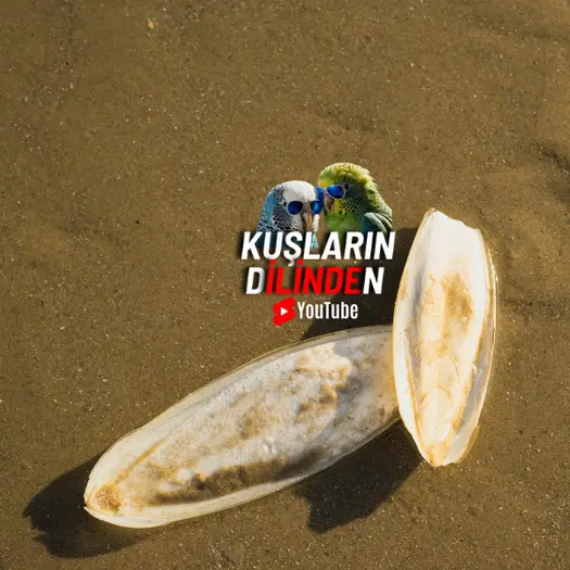 Muhabbet Kuşları İçin Kalamar Kemiği Önemli mi?