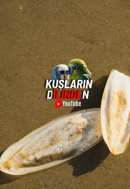 Muhabbet Kuşları İçin Kalamar Kemiği Önemli mi? 2 Muhabbet Kuslari Icin Kalamar Kemigi Onemli mi2