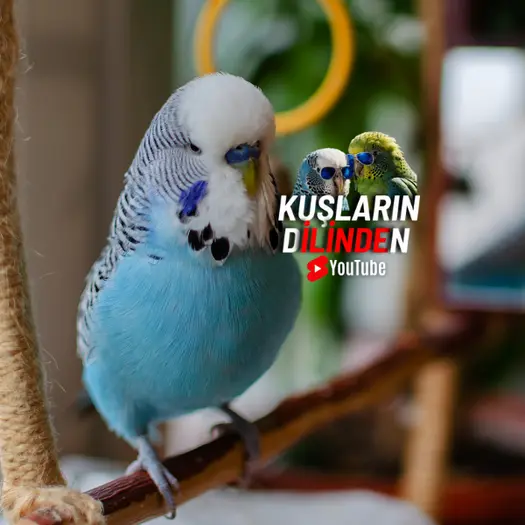 Muhabbet Kuşları Neden Çok Bağırır?