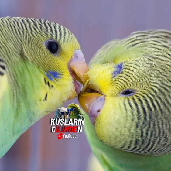Muhabbet Kuşları Neden Kusar? 2 Muhabbet Kuşları Neden Kusar.