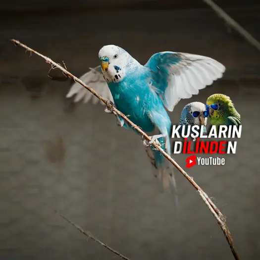 Muhabbet Kuşlarında Tüy Dökümü 2 Muhabbet Kuşlarında Tüy Dökümü