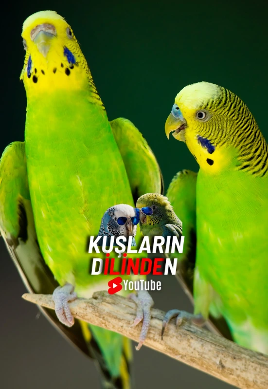 Muhabbet Kuşları Yalnız mı Yaşar Yoksa Bir Arkadaş mı Gerekir? 2 Muhabbet Kuslari Yalniz mi Yasar Yoksa Bir Arkadas mi Gerekir2