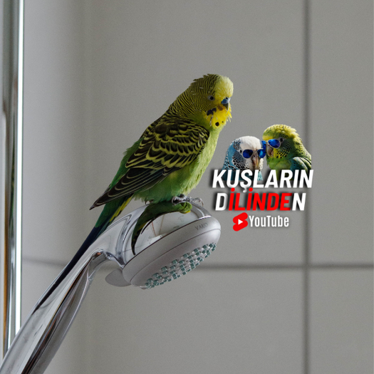 Muhabbet Kuşları Yıkanır mı? 2 Muhabbet Kuşları Yıkanır mı?
