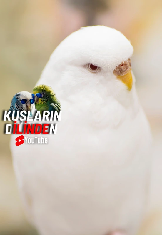 Muhabbet Kuşlarımızın Küstüğünü Nasıl Anlarız? 2 Muhabbet Kuslarimizin Kustugunu Nasil Anlarizkuslarindilinden