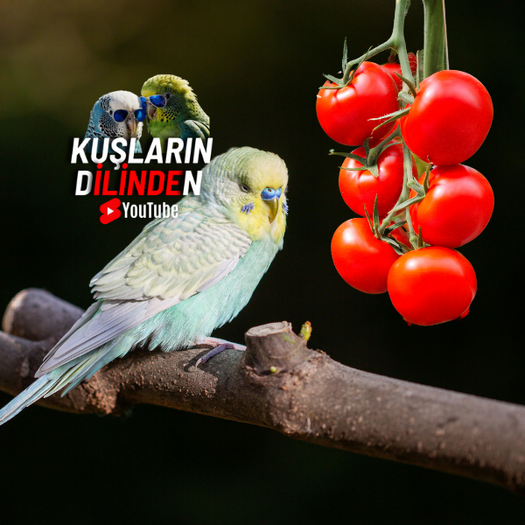 Muhabbet Kuşlarına Domates Verilir mi?