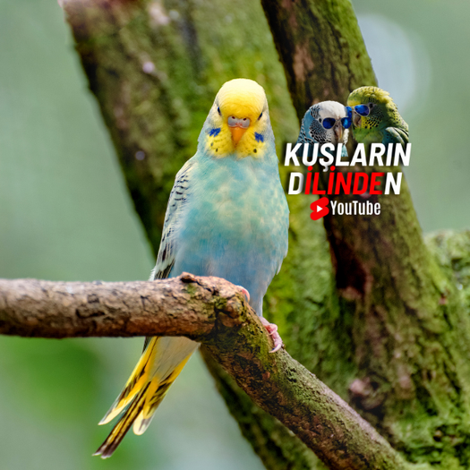 Muhabbet Kuşlarında Bitlenme 2 Muhabbet Kuşlarında Bitlenme