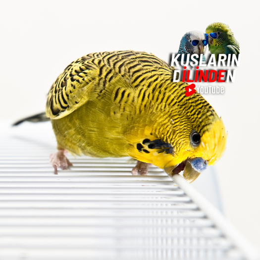 Muhabbet Kuşlarında Kafes Kemirme Nedenleri 2 Muhabbet Kuşlarında Kafes Kemirme Nedenleri