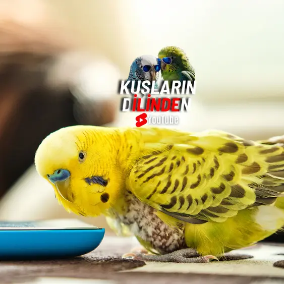 Muhabbet Kuşlarında Kuruma Hastalığı 2 Muhabbet Kuşlarında Kuruma Hastalığı