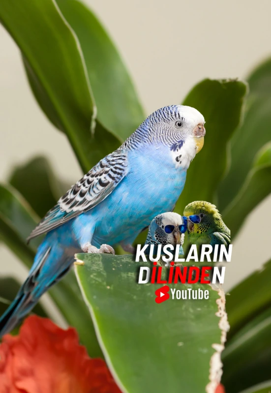 Muhabbet Kuşlarında Mutluluk İşaretleri, Sağlıklı ve Mutlu Bir Muhabbet Kuşu Nasıl Anlaşılır? 2 Muhabbet Kuslarinda Mutluluk Isaretleri Saglikli ve Mutlu Bir Muhabbet Kusu Nasil Anlasilir