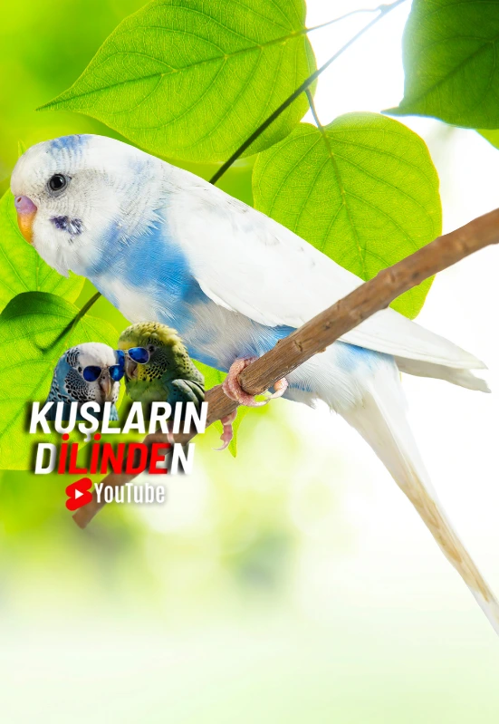 Muhabbet Kuşlarında Ses ve İletişim, Ne Anlatıyorlar? 2 Muhabbet Kuslarinda Ses ve Iletisim Ne Anlatiyorlar1