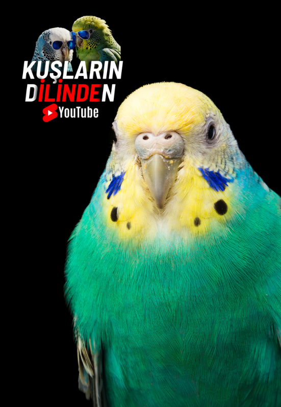 Muhabbet Kuşlarında Üst Solunum Yolu Hastalıkları Belirtiler, Nedenler ve Tedavi Yöntemleri 2 Muhabbet Kuslarinda Ust Solunum Yolu Hastaliklari Belirtiler Nedenler ve Tedavi Yontemleri kuslarindilinden.png
