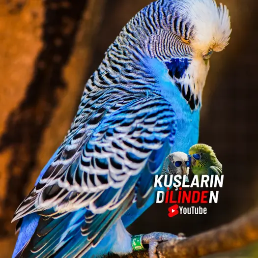 Muhabbet Kuşu Ayak Sağlığı 2 Muhabbet Kuşu Ayak Sağlığı
