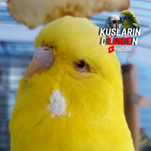 Muhabbet Kuşu Cere Sağlığı Hastalıkları ve Tedavisi 2 Muhabbet Kuşu Cere Sağlığı Belirtileri Sorunlar ve Tedavi Yöntemleri